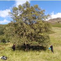 Corrary farm harvesting tree seeds