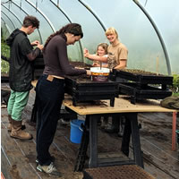 Corrary tree nursery seed management