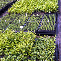Corrary tree nursery seed trays in tunnel
