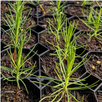 Corrary tree nursery seedlings in tunnel